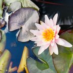 Lekno (Nymphaea) ´FABIOLA´ - ⌀ 5-10 cm, kont. P11